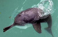 Vikramshila Gangetic Dolphin Sanctuary