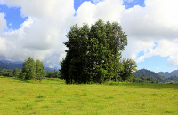 Ziro Putu