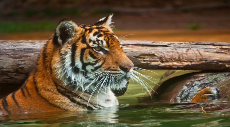 Bandhavgarh Wildlife Safari Tour From Ahmedabad