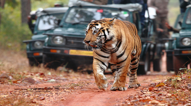 Bandhavgarh Wildlife Safari Tour From Pune