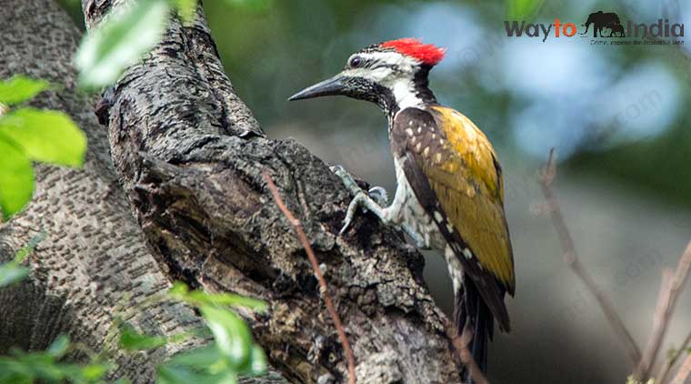 Bharatpur Bird Sanctuary Tour