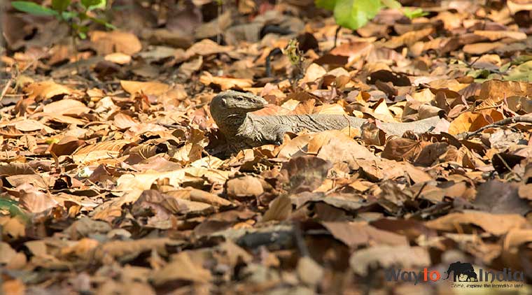 Bird Watching in Jim Corbett Park