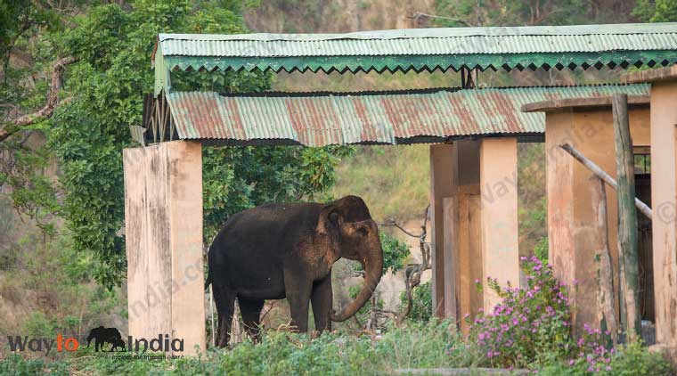 Corbett Elephant Safari Tour