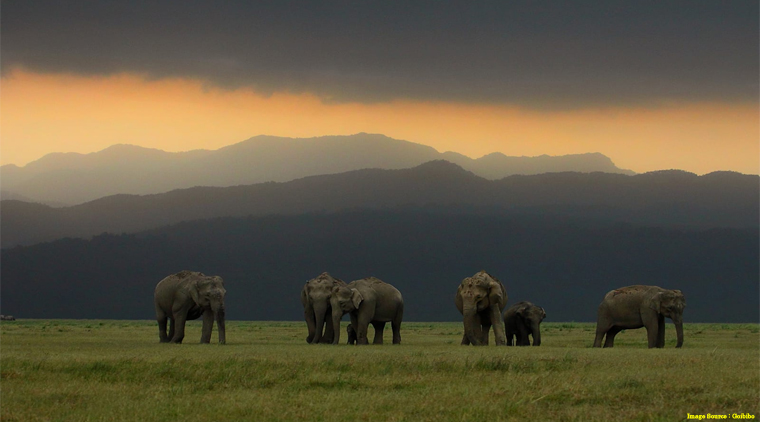 Corbett Jeep Safari Tour