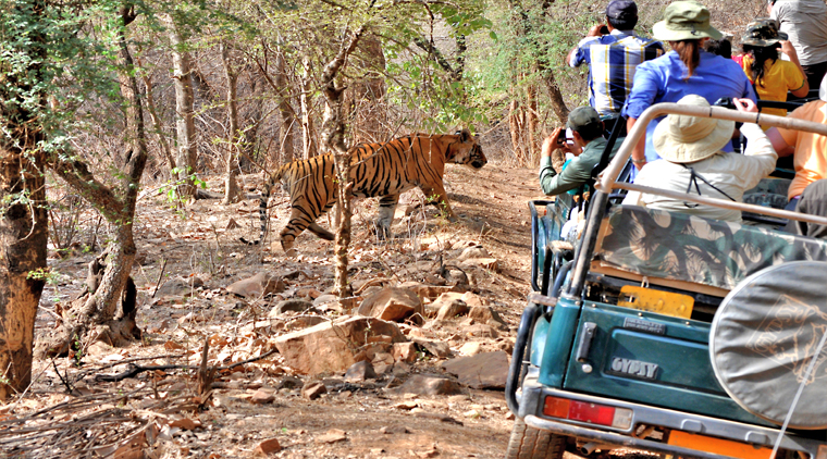 India Wildlife Tour