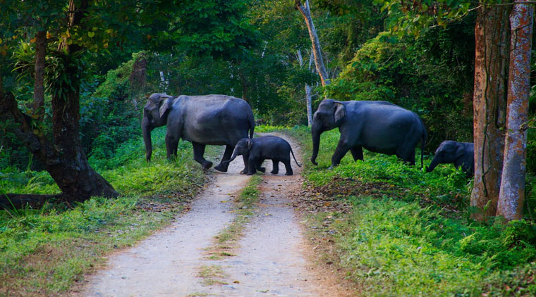 Kerala Wildlife Tour