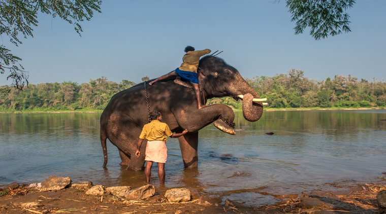 kerala wildlife tour packages