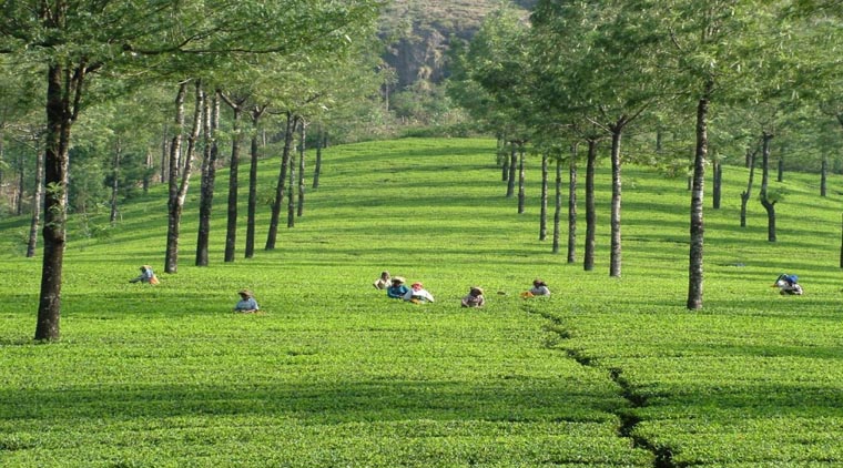 Munnar Hill Tour