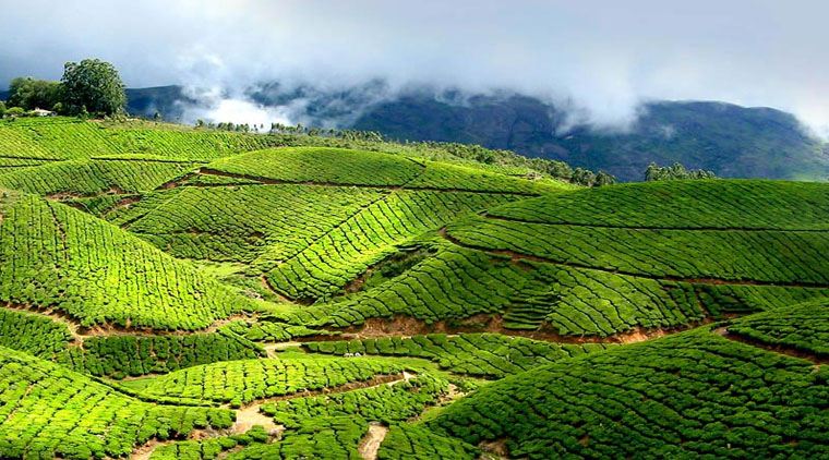 Munnar Tour