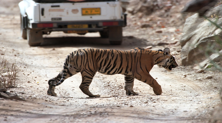 Ranthambore From Delhi