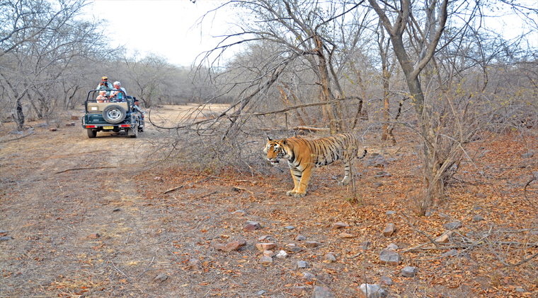 Ranthambore Package