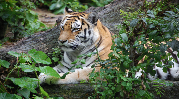 Ranthambore Tour Package