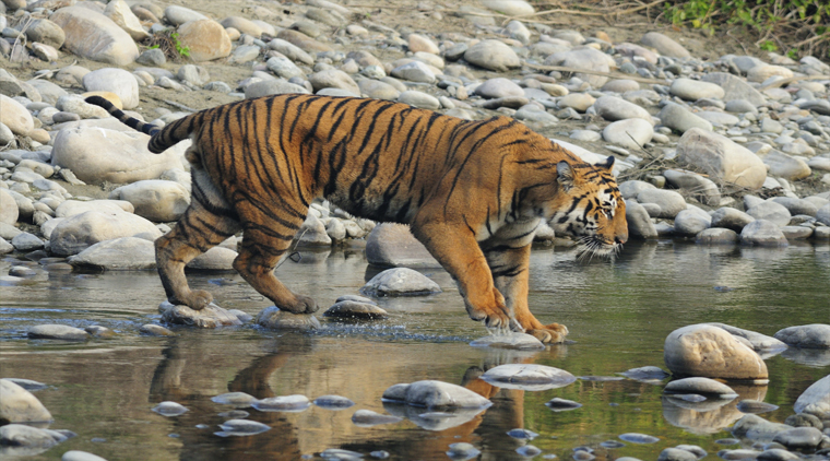 Sundarbans National Park Tour Packages