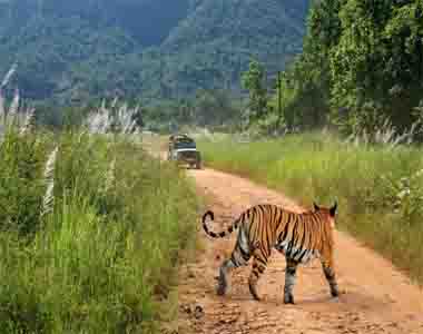 Bandhavgarh National Park Tour Package