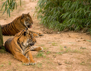 Bandhavgarh National Park Tour