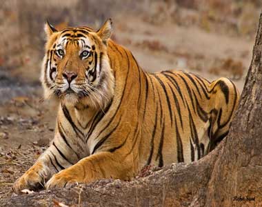 Bandhavgarh Tour From Mumbai