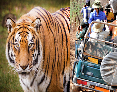 Bandhavgarh Wildlife Safari Tour From Ahmedabad