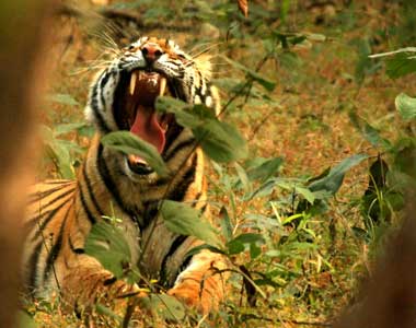 Bandhavgarh Wildlife Safari Tour From Bangalore