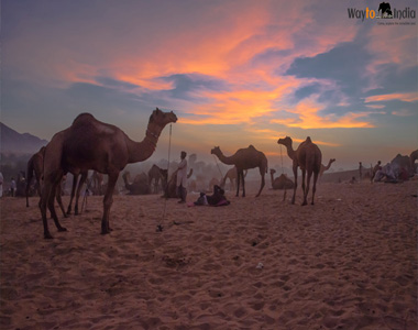 Bikaner Camel Festival Tour