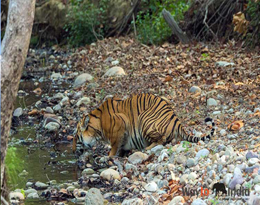 Bird Watching in Jim Corbett Park