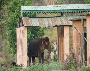 Corbett Elephant Safari Tour