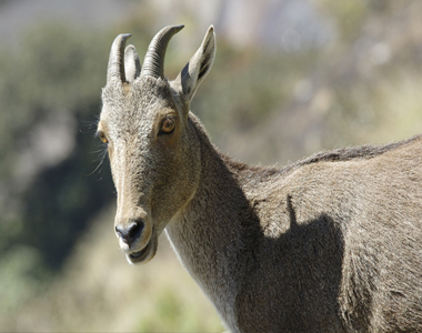 Eravikulam National Park Tour