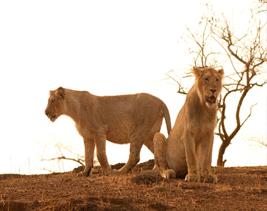 Gujarat Wildlife Tour