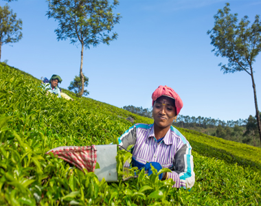 Kerala LTC Tour