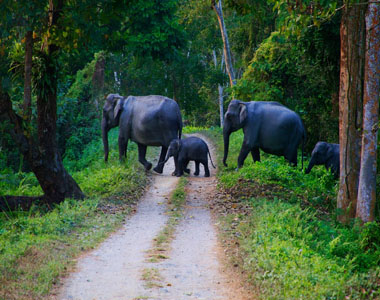 Kerala Wildlife Tour