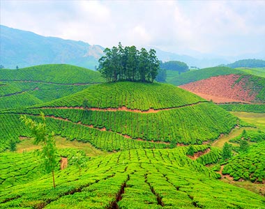 Munnar Hill Station Tour