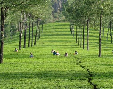 Munnar Hill Tour