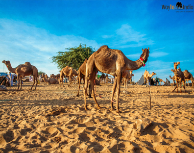 Pushkar Camel Fair