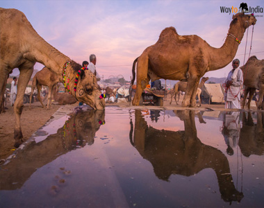 Pushkar Fair Tour Package