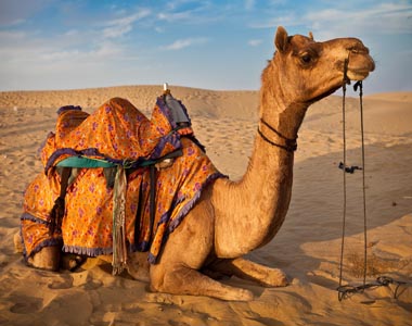 Rajasthan Desert Tour