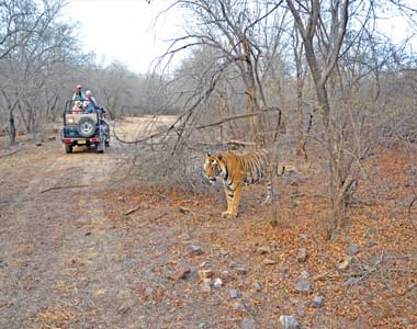 Ranthambore From Delhi