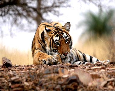 Ranthambore Tour Package