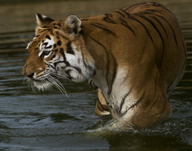 Sariska Tour