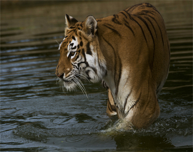 Srisailam Wildlife Tour