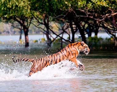 Sundarbans National Park Tour Packages