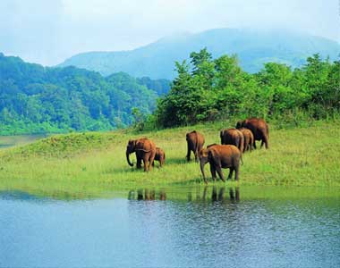 Thattekad Thekkady Sanctuary Tour