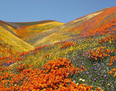 Valley of Flowers Trekking Tour