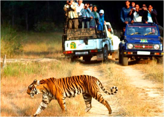 Kabini Photography Tour