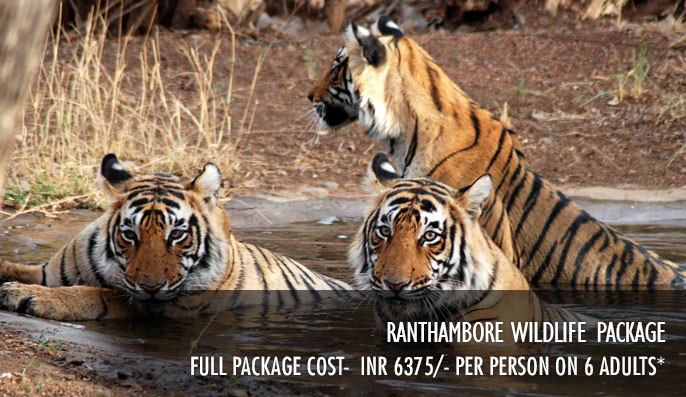 Ranthambore Wildlife Package