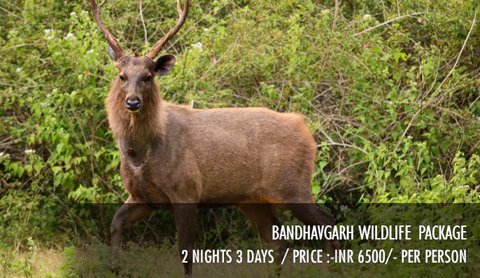 Bandhavgarh Wildlife Package