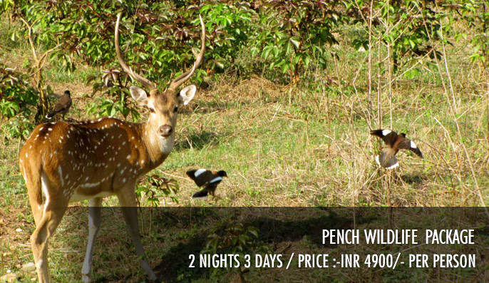 Pench Wildlife Package