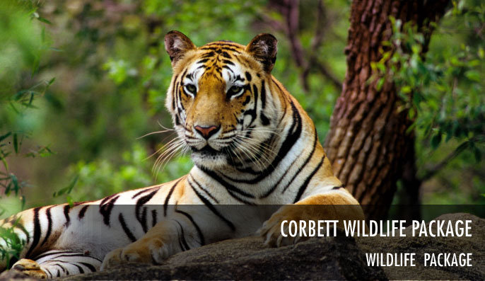 Corbett wildlife package