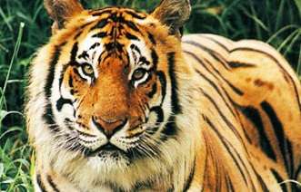 Wildlife Package